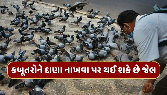કબૂતરોને દાણા નાખવા પર થઈ શકે છે જેલ, કોર્ટનો કડક નિર્ણય