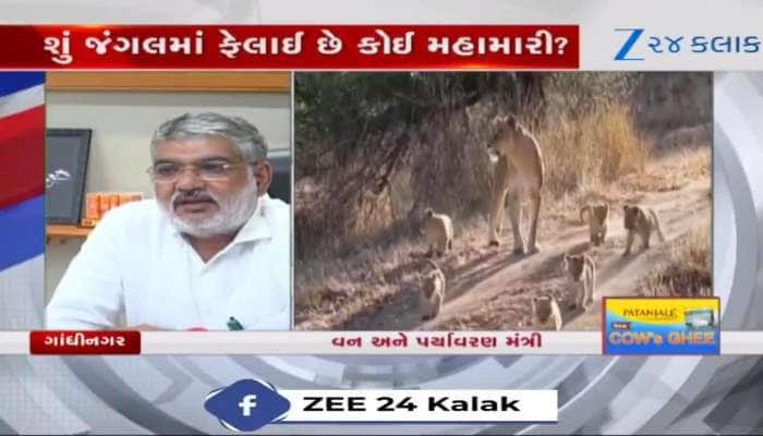death of 8 lion cub in just one and a half months created a stir