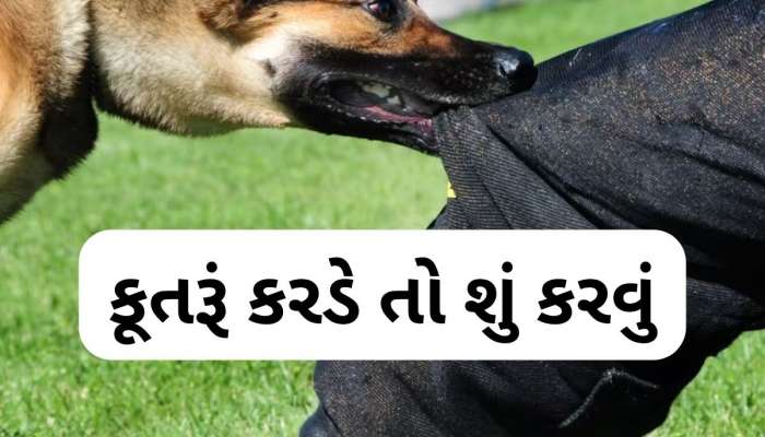  કૂતરૂં કરડે તો 20 મિનિટ સુધી કરો આ કામ,  99% ઘટી જશે ચેપનું જોખમ