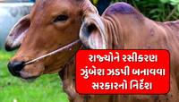 ભારતમાં ઝડપથી ફેલાઈ રહ્યી છે પ્રાણીઓમાં આ બીમારી, જાણો લોકોને કેટલો છે ખતરો