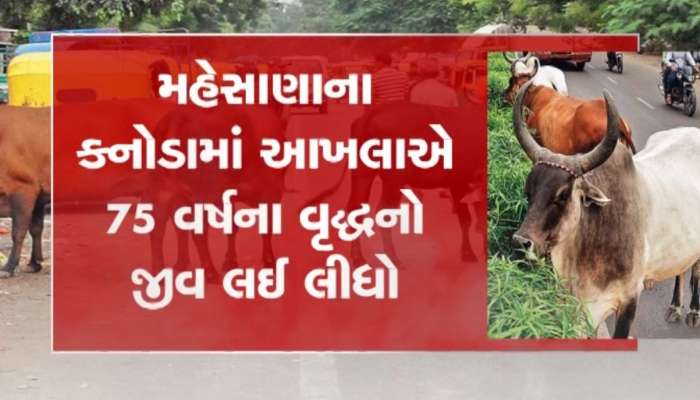 રાજ્યમાં રખડતાં ઢોરનો ત્રાસ યથાવત, મહેસાણામાં આખલાએ એક વૃદ્ધનો લીધો ભોગ