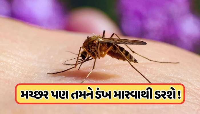 જો મચ્છર કરડશે તો પોતે જ મરી જશે! વૈજ્ઞાનિકોએ શોધી કાઢી એક એવી ટેકનોલોજી જેનાથી ગાયબ થઈ જશે મચ્છર