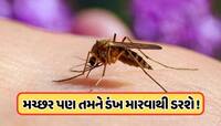જો મચ્છર કરડશે તો પોતે જ મરી જશે! વૈજ્ઞાનિકોએ શોધી કાઢી એક એવી ટેકનોલોજી જેનાથી ગાયબ