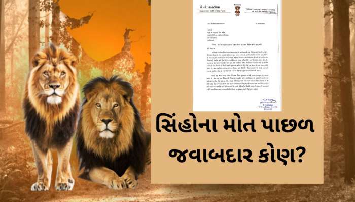 ગીરમાં મોતનો વાયરસ ફેલાયો? સિંહોના મોત બાદ વધુ એક ધારાસભ્યનો પત્ર, ગાંધીનગરથી દોડતી આવી ટીમ