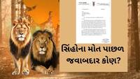 ગીરમાં મોતનો વાયરસ ફેલાયો? સિંહોના મોત બાદ વધુ એક ધારાસભ્યનો પત્ર, ગાંધીનગરથી દોડતી 