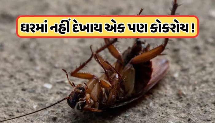કોકરોચને ખતમ કરી દેશે આ ઘરેલું ઉપાય, એક જ વારમાં ઘરમાંથી વંદા થઈ જશે સાફ !