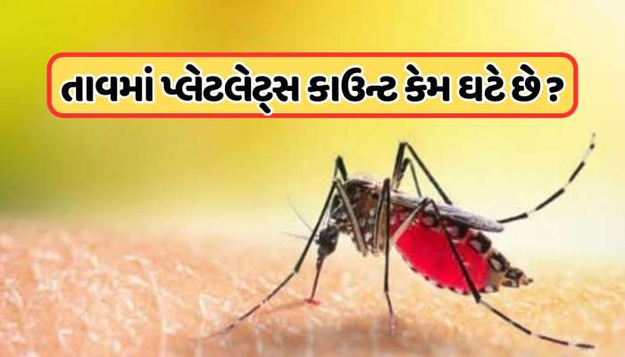 ડેન્ગ્યુ તાવમાં પ્લેટલેટ્સ કેમ ઘટે છે?  જાણો તેની પાછળનું કારણ શું છે ?