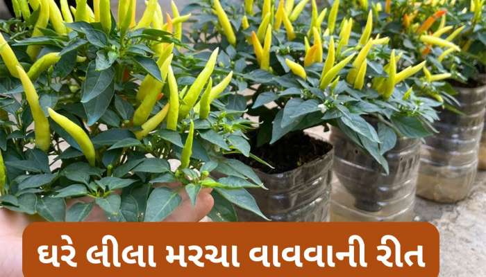 Gardening Tips: કુંડામાં લીલા મરચા વાવવાની રીત, માટીમાં આ વસ્તુ મિક્સ કરી દેશો તો ઝડપથી ઉગવા લાગશે મરચા