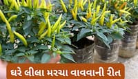  કુંડામાં લીલા મરચા વાવવાની રીત, માટીમાં આ વસ્તુ મિક્સ કરશો તો ઝડપથી ઉગશે મરચા
