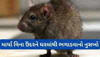 ઝેરી દવાનો ઉપયોગ કરવો નહીં પડે, ડુંગળી અને આ સફેદ પાવડર ઉંદરને ઘરમાંથી ભગાડી દેશે