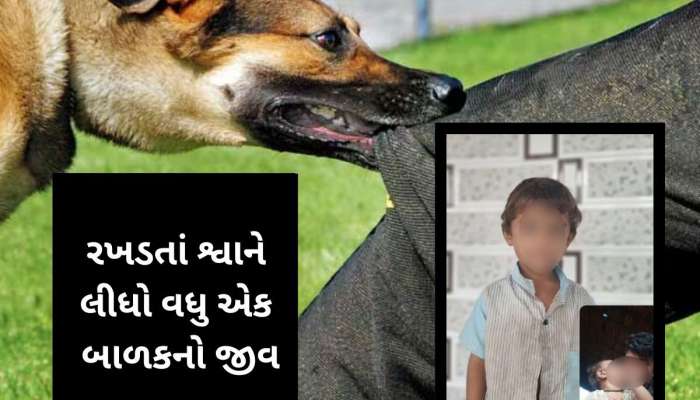 મામાની ઘરે આવેલ ભાણિયાને રખડતા કૂતરાઓએ ફાડી ખાધો, છોટાઉદેપુરમાં શ્વાનનો આતંક