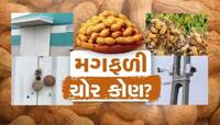 મગફળીની ચોરી બાદ રાજકારણ ગરમાયું! નાફેડે કહ્યું; CWC જવાબદાર, સરકારને કોઈ નુકસાન નથી