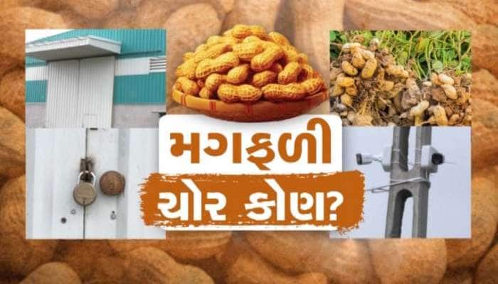 મગફળીની ચોરી બાદ રાજકારણ ગરમાયું! નાફેડે કહ્યું; CWC જવાબદાર, સરકારને કોઈ નુકસાન નથી