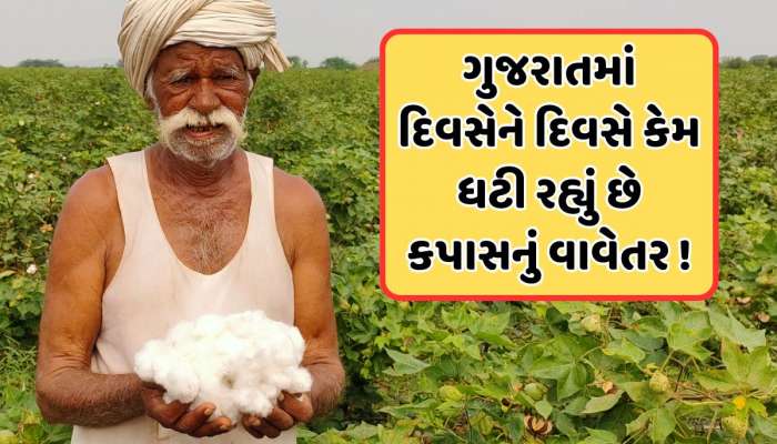 ગુજરાતના સૌથી મોટા પાક કપાસથી ખેડૂતોનો મોહભંગ, જાણો કેમ ઘટી રહી છે સફેદ સોનાની ખેતી