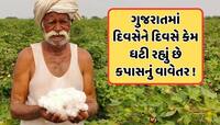 ગુજરાતના સૌથી મોટા પાક કપાસથી ખેડૂતોનો મોહભંગ, જાણો કેમ ઘટી રહી છે સફેદ સોનાની ખેતી