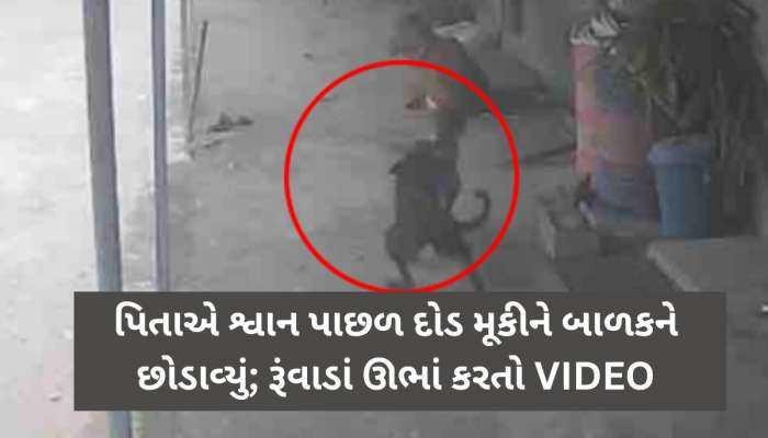 રૂંવાડાં ઊભા કરતો Live Video: ગલૂડિયાની માફક બાળકને જડબામાં ઉઠાવીને શ્વાન ભાગ્યું, પિતાએ માંડમાંડ બચાવ્યો!