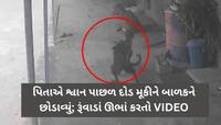 રૂંવાડાં ઊભા કરતો Live Video: ગલૂડિયાની માફક બાળકને જડબામાં ઉઠાવીને શ્વાન ભાગ્યું...