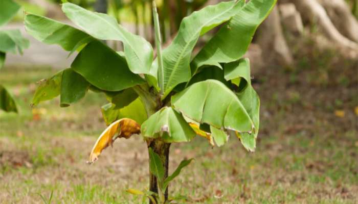 Banana Tree: વરસાદી વાતાવરણ છે ત્યાં સુધીમાં વાવી દો કેળનો છોડ, શિયાળો શરુ થાશે ત્યાં તો કેળા આવવા પણ લાગશે