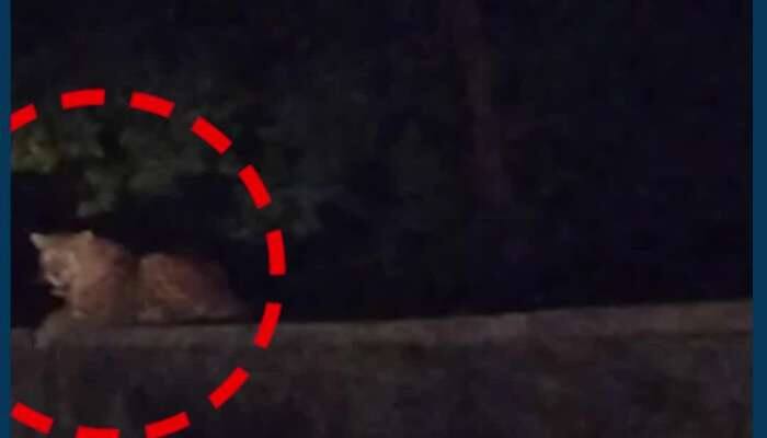 છોટાઉદેપુરમાં દીપડાની દહેશત! રાહદારીઓના પૈડાં થંભી ગયાં...જુઓ VIDEO