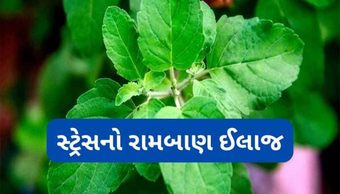 એન્ઝાઈટી અને સ્ટ્રેસનો સૌથી અસરદાર દેશી ઈલાજ, આ લીલા પાન ચાવવાથી મન તુરંત શાંત થશે