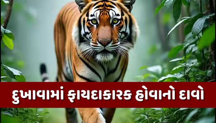 ગધેડાના માંસ બાદ હવે વાઘનું યુરિન વેચી રહ્યું છે આ દેશ, હોશ ઉડાવી દેશે તેની કિંમત!