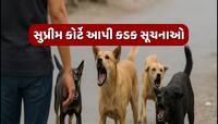 'રખડતા શ્વાન પર SCનો આદેશ દરેક શહેરમાં કરવામાં આવે લાગુ' ચિદમ્બરમે કેમ કરી આ માંગ