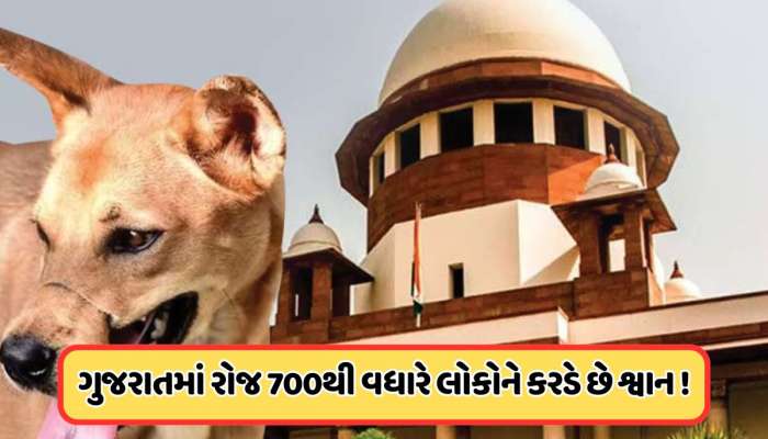 SCનો રખડતા ડોગ પર મોટો આદેશ, ગુજરાત શ્વાન કરડવાના કેસ ટોપ 5માં, જાણો