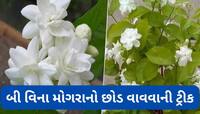 3 એવા છોડ જેની ડાળી કુંડામાં વાવી દેશો તો પણ નવો છોડ ઉગી જાય, બી ખરીદવા નહીં પડે
