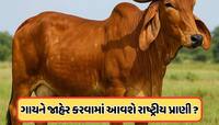 શું ગાયને જાહેર કરવામાં આવશે રાષ્ટ્રીય પ્રાણી? મોદી સરકારે સંસદમાં આપ્યો જવાબ