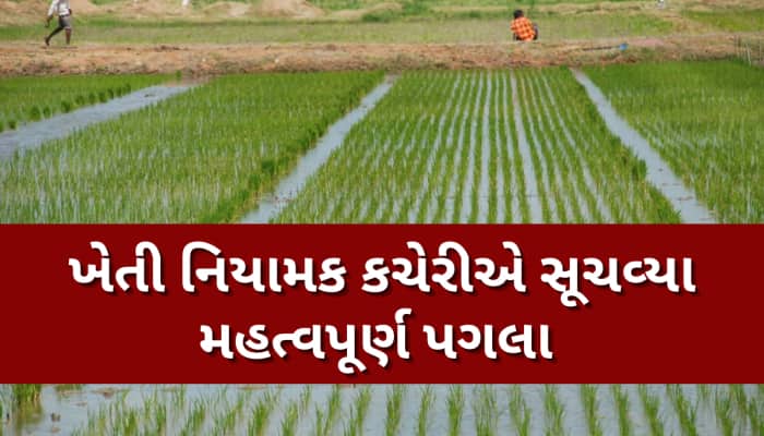 ડાંગરના ઉભા પાકમાં રોગ-જીવાતના ઉપદ્રવને ઘટાડવા ખેડૂત મિત્રોએ આટલું જરૂર કરવું...!!