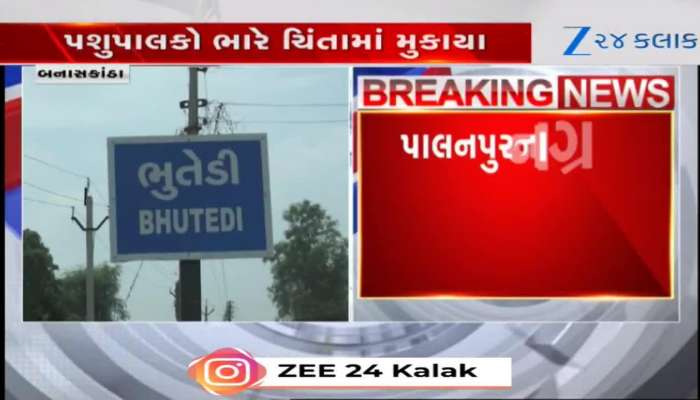 બનાસકાઠાંના પશુપાલકો મૂકાયા ભારે ચિંતામાં....ધંધો ભાંગી પડવાનો ભય ફેલાયો, જુઓ VIDEO