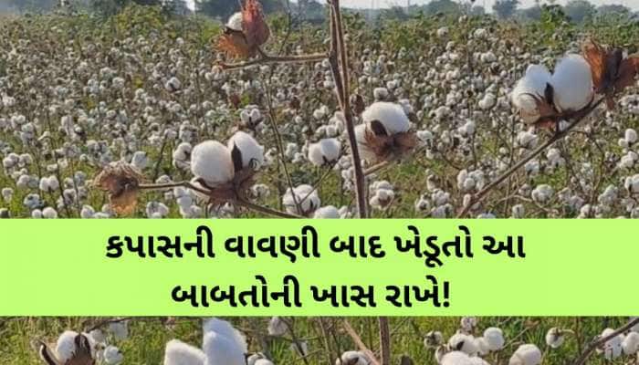 ગુજરાત સરકારે જાહેર કરી માર્ગદર્શિકા; કપાસનું વાવેતર કરતા ખેડૂતો આ બાબતોનું રાખજો...
