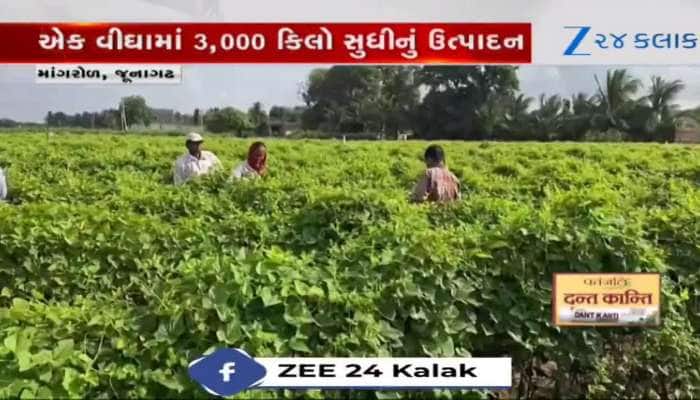 ધરખમ કમાણી કરવી છે? ખેડૂતોએ ખાસ જોવા જેવો છે માંગરોળના ખેડૂત વિજયભાઈ ડાકીનો Video