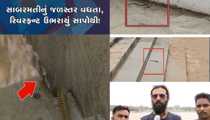 સાબરમતીમાં પૂર આવતા રિવરફ્રન્ટ પર સાપોનો ઢગલો થયો, રેસ્ક્યૂ કરનારાઓએ આપી કામની સલાહ