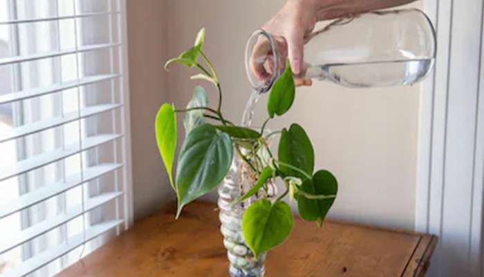 Money Plant: એલોવેરાની મદદથી મની પ્લાન્ટનો ગ્રોથ વધારવાની ટીપ્સ