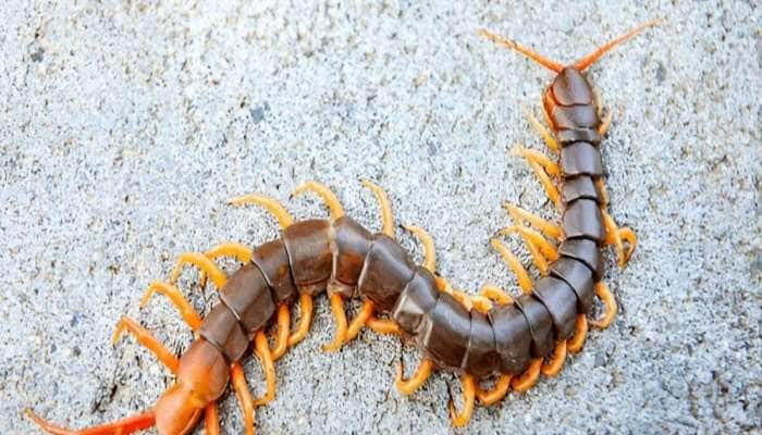 ઘરમાં વારંવાર નીકળતા હોય કાનખજૂરા તો આ વસ્તુનો ઉપયોગ કરો, કાનખજૂરાથી મુક્તિ મળી જશે