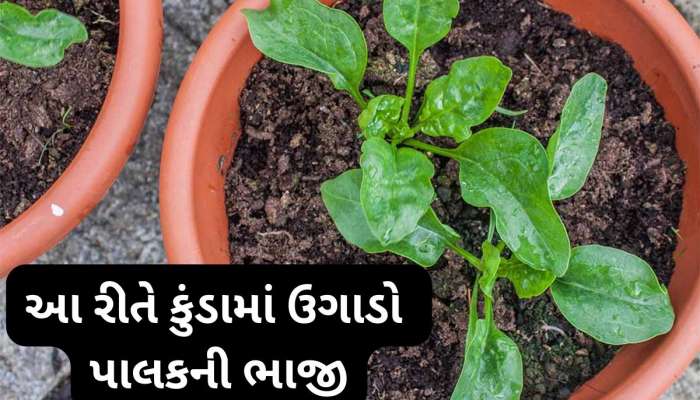 ઘરે કુંડામાં ઉગાડો ઓર્ગેનિક પાલક, માટીમાં આ વસ્તુ એડ કરશો તો બમણી ઝડપથી ઉગશે ભાજી