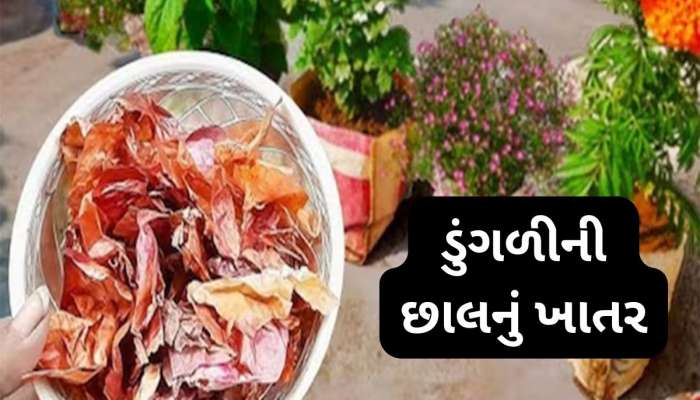 Gardening: ફુલ-છોડની માટીમાં ડુંગળીના ફોતરા ખાતર તરીકે નાખવાથી થતા લાભ વિશે જાણો