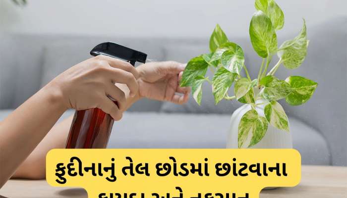 Peppermint Oil: છોડની માટીમાં ફુદીનાનું તેલ નાખવાથી થતા લાભ વિશે જાણો