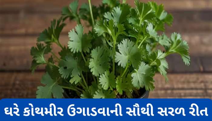 Gardening Tips: આ ટ્રીકથી ઘરે ઉગાડો લીલા ધાણા, બારેમાસ ખાવા મળશે ઓર્ગેનીક કોથમીર