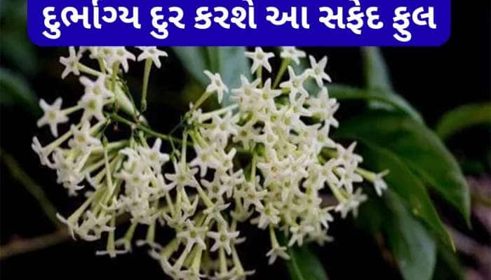 ઘરના ઈશાન ખૂણામાં લગાવી દો આ સફેદ ફૂલનો છોડ, દુર્ભાગ્ય થશે દુર, ખુલશે પ્રગતિના રસ્તા