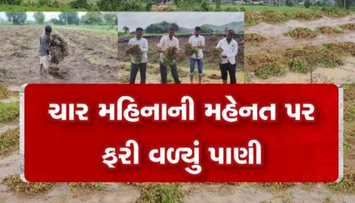 પાછોતરા વરસાદથી ખેડૂતો બન્યા બેહાલ, મગફળી-કપાસના પાકને ભારે નુકસાન