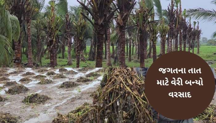 વરસાદે ખેડૂતોની આશા પર પાણી ફેરવ્યું, મગફળી, શેરડી અને નાળિયેરના પાકને નુકસાન