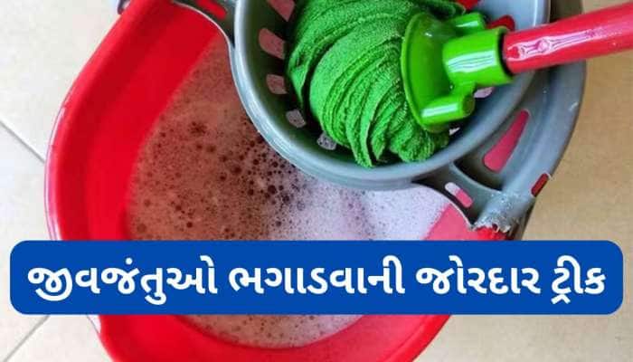Cleaning Tips: પાણીમાં આ વસ્તુ મિક્સ ઘરમાં પોતું કરો, કરોળિયા-વંદાનો થઈ જશે સફાયો