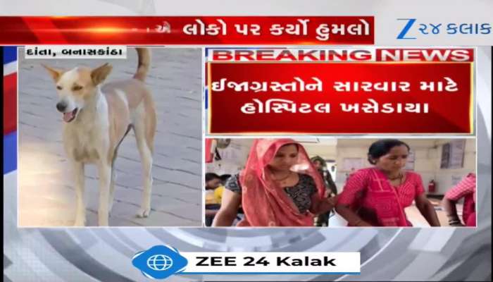 રખડતાં શ્વાનનો આતંક દિવસે ને દિવસે વધ્યો! 8 શ્વાનના ટોળાએ કર્યો 3 લોકો પર હુમલો