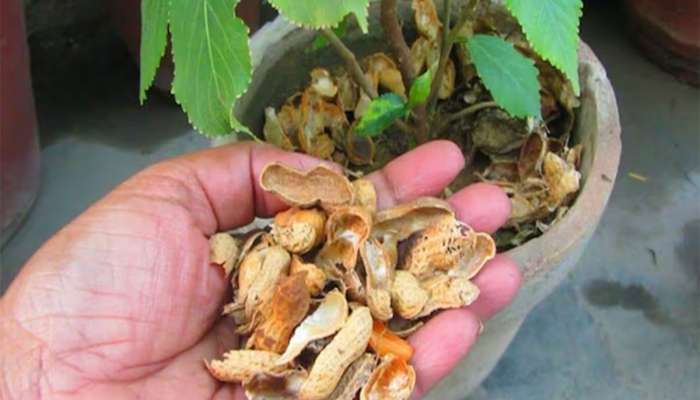 મગફળીના ફોતરાનો ગાર્ડનિંગ કરી શકો છો ઉપયોગ, જાણો છોડને કેવો થાય છે ફાયદો