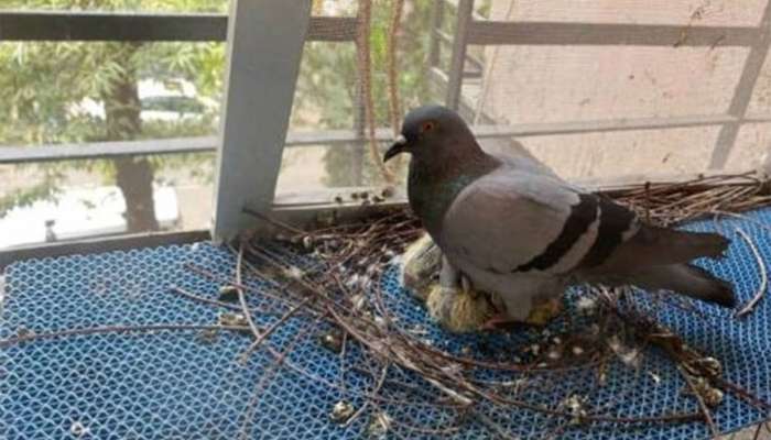 Astrology: તમારા ઘરમાં અચાનક આવી કોઈ જીવ માળો બનાવે તેની પાછળ હોય છે સંકેત