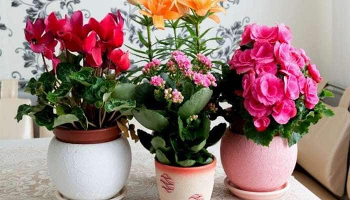 દિવાળીમાં પ્લાંટ્સથી ઘર સજાવવું હોય તો લગાવો આ છોડ, રંગબેરંગી ફુલોથી વધશે ઘરની શોભા