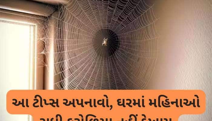 કરોળિયાનું જાળું હોય તે જગ્યાએ છાંટી દો આ પાણી, બીજીવાર ઘરમાં જોવા નહીં મળે કરોળિયા