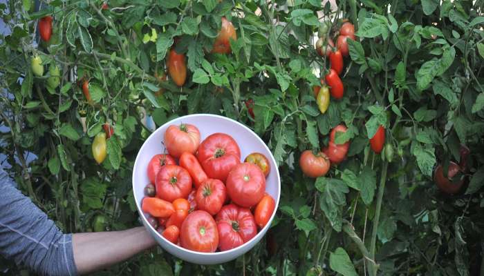 આ 2 કુંડામાં વાવી દો ટમેટાના બી, કુંડામાં એટલા ટમેટા ઉગશે કે બહારથી લેવા નહીં પડે